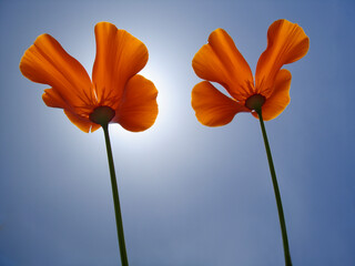 California Poppies (Eschscholtzia californica) in full bloom