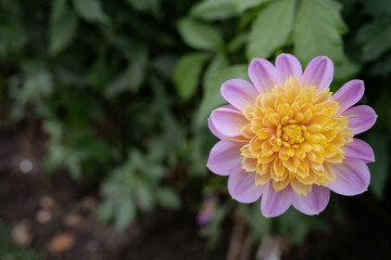 Purple and yellow dahlia flower in garden..Dahlia pinnata. Beautiful picture of red dahlia. Wallpaper of beautiful flower. Fresh flowers