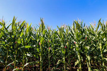 Fototapeta premium Corn plantation with growing ears with blue sky . Countryside of Sao Paulo state, Brazil