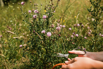 Herbalist's hand with vintage scissors collects grass for abundant clinically useful drugs Canadian thistle, lettuce from hell thistle,