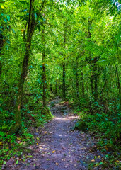 Path through Jungle in Tenorio Volcano National Park, El Pilon Station, Alajuela Province, Guatuso, Costa Rica