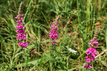Lythrum salicaria, purple loosestrife, spiked loosestrife, purple Lythrum herb , who make a ritual out of it for girls who want to bewitch guy