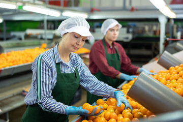 Focused female sorter working on citrus sorting line in agricultural produce processing factory,...