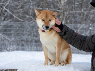 Japanese red coat dog is in winter forest. Portrait of beautiful Shiba inu male standing in the forest on the snow and trees background. High quality photo. Walk in winter