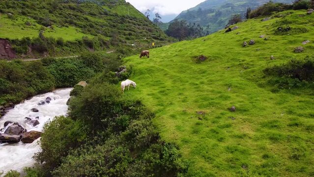 Rural Scene Of Animals Grazing Near Flowing River And Mountains, Obrajillo, Canta , Peru