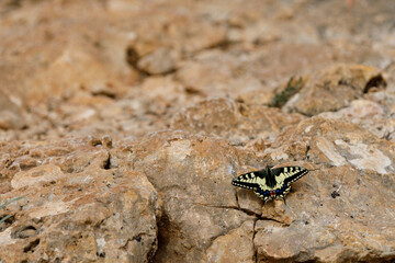 mallorca butterfly  yellow swallowtail sits on the ground and sunbathes