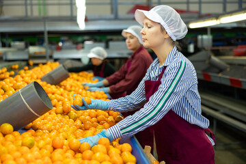 Skilled female worker of fruit processing factory checking fresh ripe tangerines on conveyor belt...