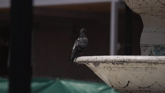Paloma parada en fuente de agua mirando a su alrededor 