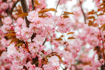 Sakura cherry blossoms blooming flowers in the garden park in early spring. Hanami celebration, Japanese festival. Background image

