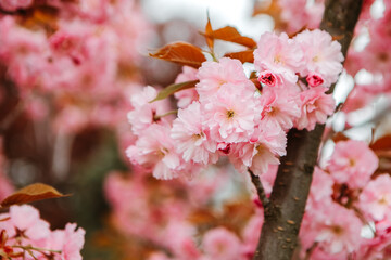 Sakura cherry blossoms blooming flowers in the garden park in early spring. Hanami celebration, Japanese festival. Background image

