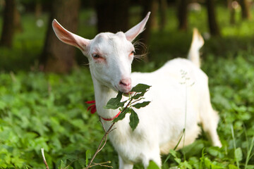 Fototapeta premium Goat eating leaves grass in the forest village meadow field grassland. Mammal animal chewing plants on the lawn. Farm animal 