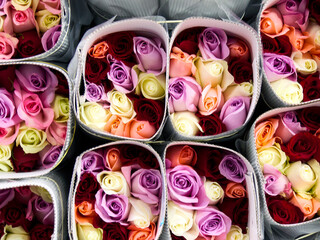 Roses in a special cold room with air conditioning. Refrigerator for flowers