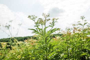 Sambucus ebulus, danewort, dane weed, danesblood thickets hand with vintage scissors pruning a flower in the summer in a meadow.. Flowering white inflorescences