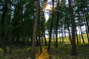 Montana Forest Sun Light