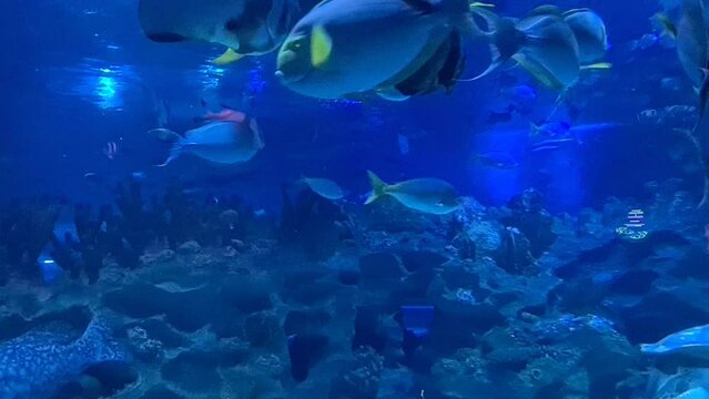 Beautiful group of blue tang fishes swimming in underwater aquarium