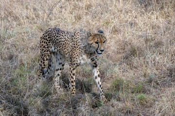 Cheetah walking through the Grasslands