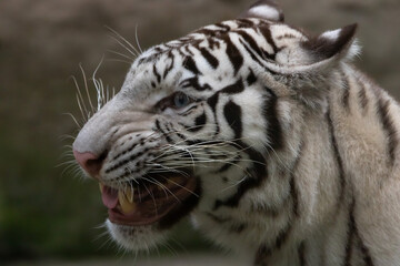white bengal tiger