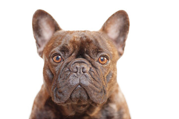 French bulldog of tiger color. Purebred young dog isolate on white.