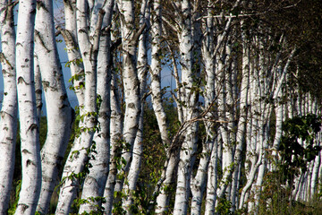 Evening field with birch grove