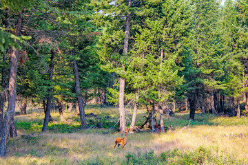 Obraz na płótnie Canvas Montana Deer in Forest