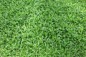 Fresh lawn grass. Beautiful green garden