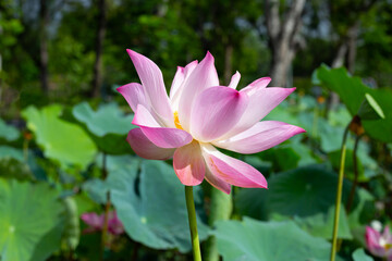 Obraz premium Pink lotus flower blooming in pond with green leaves