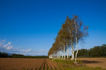 Evening field with birch grove