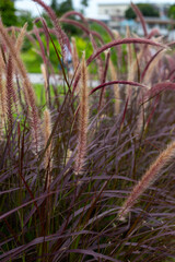 Fountain grass or pennisetum alopecuroides