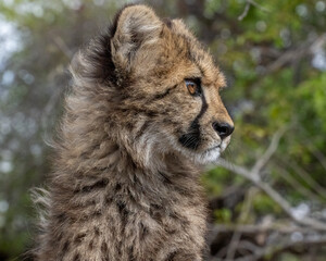 Fototapeta na wymiar Cheetah Cub with a Cute Scowling Expression