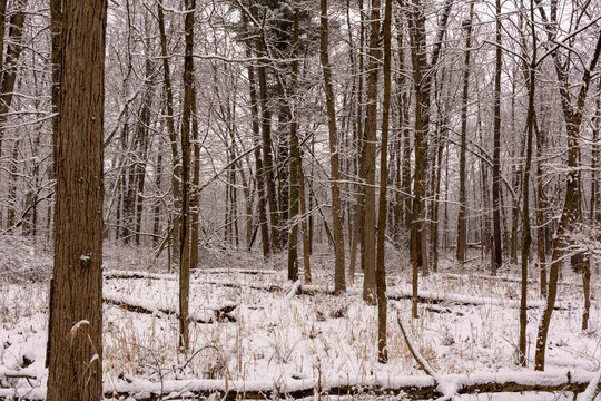 Snowwood