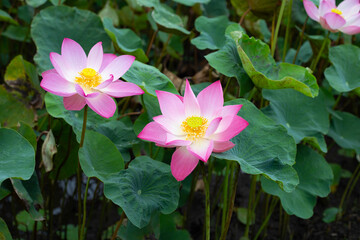 Pink lotus flower blooming in pond with green leaves