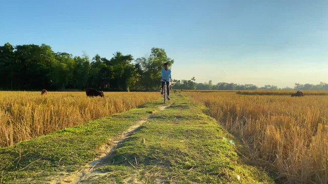 Village boy ride bicycle on rural road surrounded by paddy rice, front view