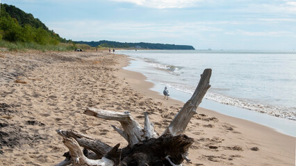 Driftwood, a seagull and a couple on a stroll, on a Michigan beach on Lake Michigan.