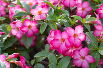 Adenium obesum flowers. Green leaves