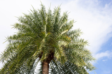Fototapeta na wymiar Date palm with blue sky