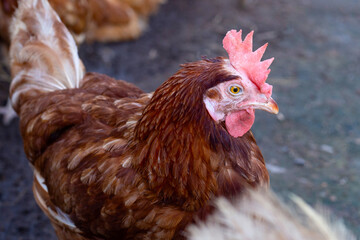 Hens in the chicken farm. Organic poultry house.