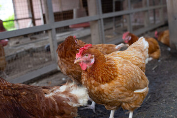 Hens in the chicken farm. Organic poultry house.