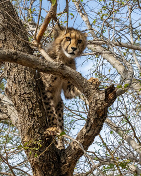Cheetah Cub climbing a Tree in South Africa