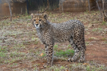 Cheetah Cub with a Cute Scowling Expression