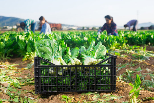 Boxes with chard on the farm field. Harvesting