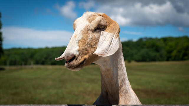 The original GOAT