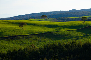 Fototapeta premium Bright green autumn highland pasture