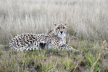 Cheeetah sitting in the Grasslands of Africa