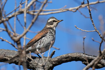 dusky thrush in a forest