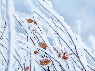 Snow and rime ice on the branches of bushes. Beautiful winter background with twigs covered with...