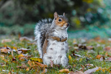 squirrel in the forest