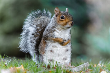 squirrel in the park
