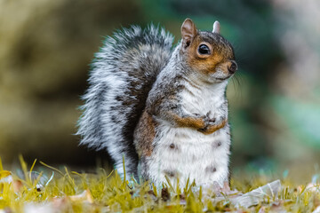 squirrel in the park