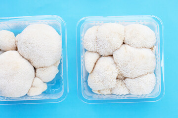 Fresh lion's mane mushroom on blue background.