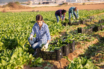 Positive female farmer gathering harvest of organic chard